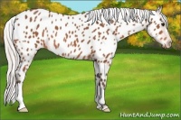 Horse Color:Silver Bay Appaloosa 