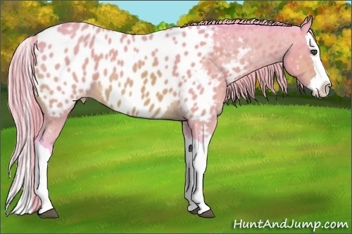 Horse Color:Watercolor Buckskin Splash Appaloosa 
