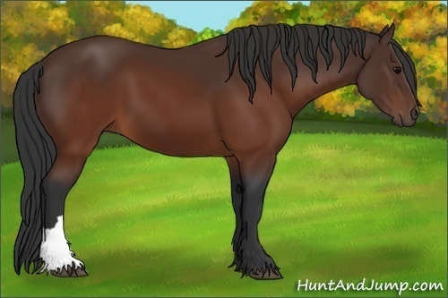 Horse Color:Brown 