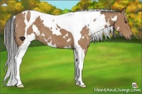 Horse Color:White Spotted Buckskin Tobiano 