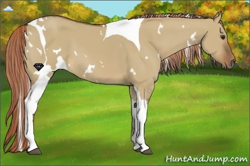 Horse Color:White Spotted Red Dun Tobiano 