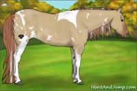 Horse Color:White Spotted Red Dun Tobiano 