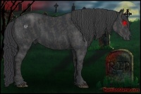 Horse Color:Black  Brindle