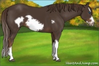 Horse Color:Liver Chestnut Splash Frame 