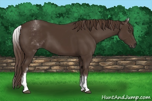 Horse Color:White Spotted Liver Chestnut 