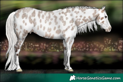 Horse Color:Silver Brown Roan Dun Near Leopard 