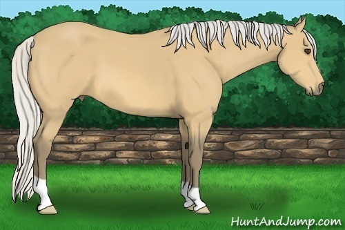 Horse Color:Silver Buckskin 