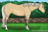 Horse Color:Silver Buckskin 