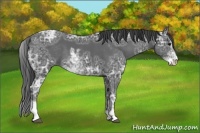 Horse Color:Smoky Black Ice Sabino