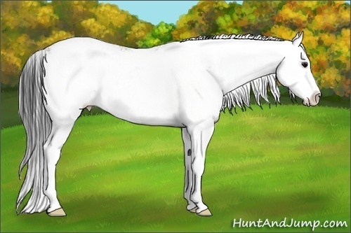 Horse Color:Grullo Sabino Splash