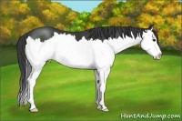 Horse Color:Black Sabino Splash 