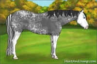 Horse Color:Black Ice Sabino Splash 