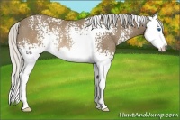 Horse Color:White Spotted Silver Buckskin Splash Rabicano