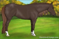 Horse Color:Liver Chestnut 