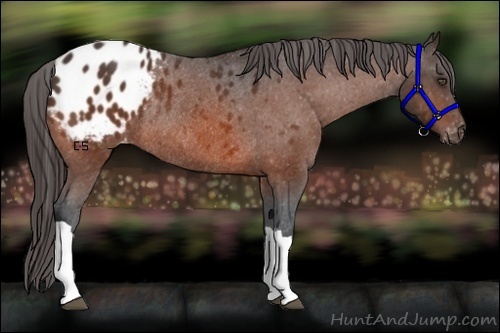 Horse Color:Bay Appaloosa Rabicano 