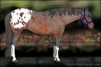 Horse Color:Bay Appaloosa Rabicano 