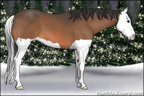 Horse Color:Buckskin Splash 