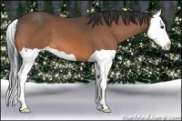 Horse Color:Buckskin Splash 