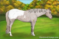 Horse Color:Chestnut Appaloosa 
