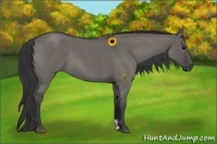 Horse Color:Grullo Roan
