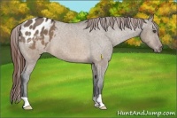 Horse Color:Brown Dun Appaloosa 