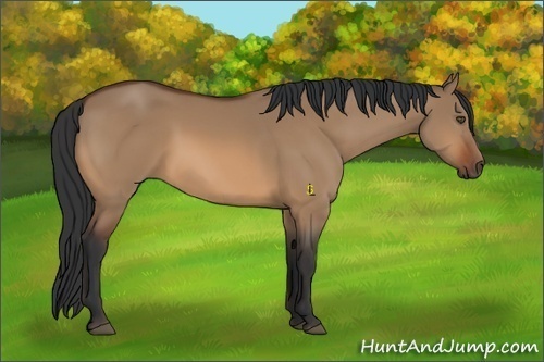 Horse Color:Bay Dun 