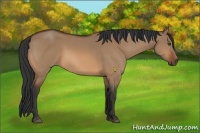 Horse Color:Bay Dun 