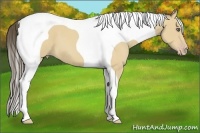 Horse Color:Amber Cream Champagne Tobiano Frame 
