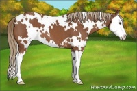 Horse Color:White Spotted Chestnut Splash 