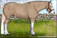 Horse Color:Palomino Roan Splash