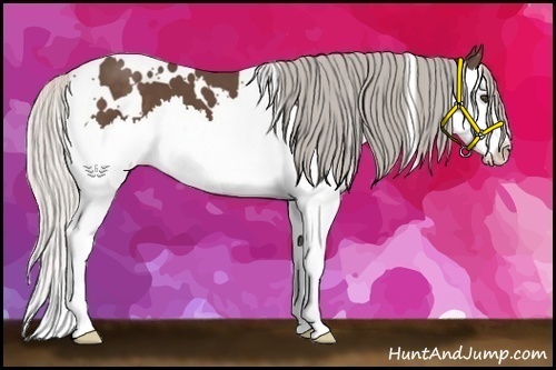 Horse Color:White Spotted Silver Black Splash 