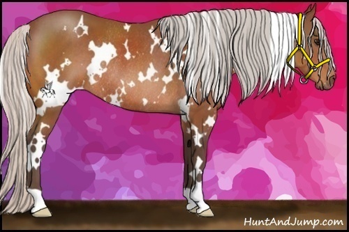 Horse Color:White Spotted Silver Bay Rabicano