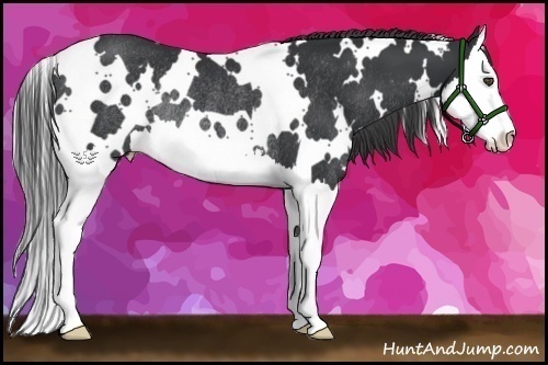 Horse Color:White Spotted Black Splash Rabicano 