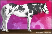 Horse Color:White Spotted Black Splash Rabicano 