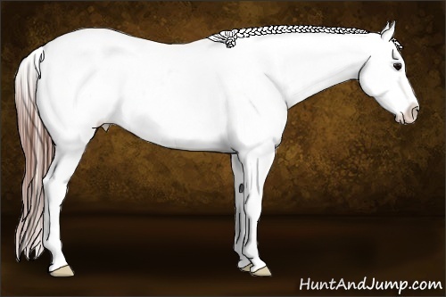 Horse Color:White Spotted Black Frame Appaloosa