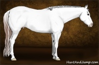 Horse Color:White Spotted Black Frame Near Leopard