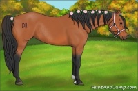 Horse Color:Bay Rabicano 