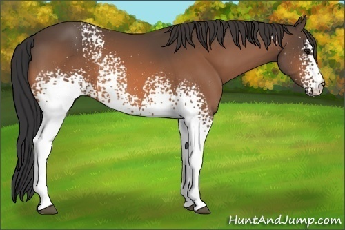 Horse Color:White Spotted Buckskin