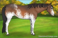 Horse Color:White Spotted Buckskin 