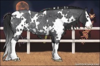 Horse Color:White Spotted Blue Roan Splash Rabicano