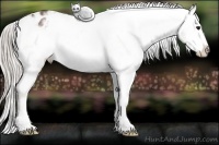 Horse Color:Silver Bay Ice Appaloosa