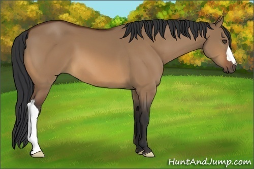 Horse Color:Bay Dun