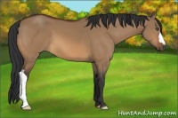 Horse Color:Bay Dun