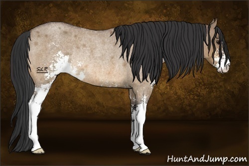 Horse Color:Bay Roan Dun Sabino Rabicano