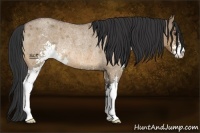 Horse Color:Bay Roan Dun Sabino Rabicano