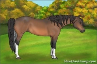 Horse Color:Buckskin Sabino Tobiano 