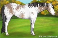 Horse Color:White Spotted Buckskin Roan 
