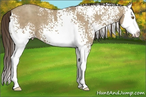 Horse Color:White Spotted Classic Cream Champagne Roan Splash 