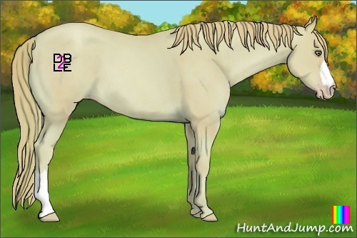 Horse Color:Watercolor Gold Champagne 