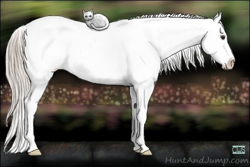 Horse Color:White Spotted Chocolate Palomino Appaloosa 